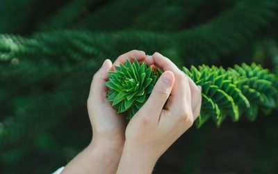 Närings- och gödningsbehov för sommargrödor